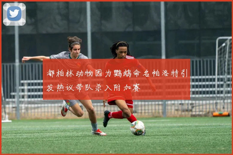 都柏林动物园为鹦鹉命名帕洛特引发热议带队杀入附加赛